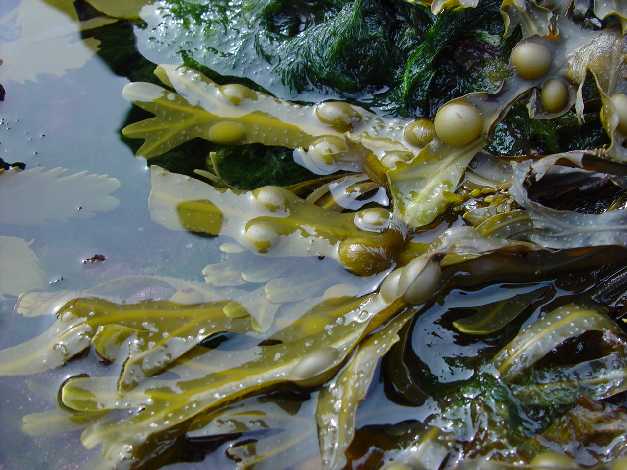 Бурые водоросли фукус. Фукус пузырчатый Fucus vesiculosus. Водоросли морской виноград фукус. Фукус и ламинария.